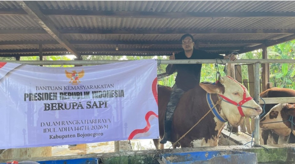 Sapi Kurban Seberat 1.040 Kg Dari Presiden RI Prabowo Diserahkan ke Masjid Baabus Shofa Bojonegoro