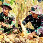 Yonif TP 885 Belibis Putih Hadir di Sawah, Petani Bojonegoro Semangat Panen Jagung