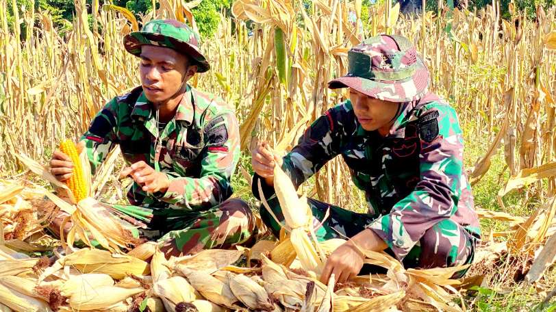 Yonif TP 885 Belibis Putih Hadir di Sawah, Petani Bojonegoro Semangat Panen Jagung