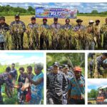 Bersama Masyarkat Papua, Kodaeral XI Gelar Panen Raya Padi dan Bakti Sosial di Merauke, Guna memperkuat Ketahanan Pangan Nasional