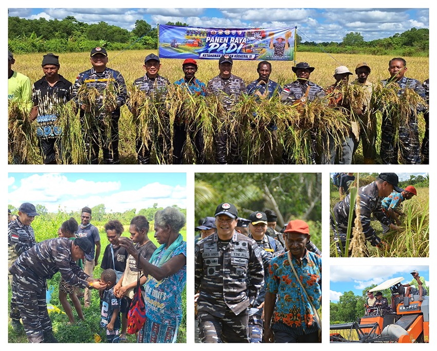 Bersama Masyarkat Papua, Kodaeral XI Gelar Panen Raya Padi dan Bakti Sosial di Merauke, Guna memperkuat Ketahanan Pangan Nasional