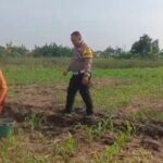 Polisi Bangil Aktif Bersama Kelompok Tani Gempeng Monitoring Lahan Jagung