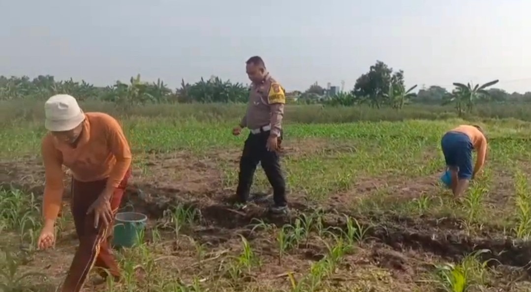Polisi Bangil Aktif Bersama Kelompok Tani Gempeng Monitoring Lahan Jagung