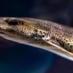 Heboh! Ikan Sidat Indonesia Ternyata Punya Omega-3 Tertinggi di Dunia, Kalahkan Salmon