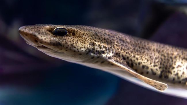 Heboh! Ikan Sidat Indonesia Ternyata Punya Omega-3 Tertinggi di Dunia, Kalahkan Salmon